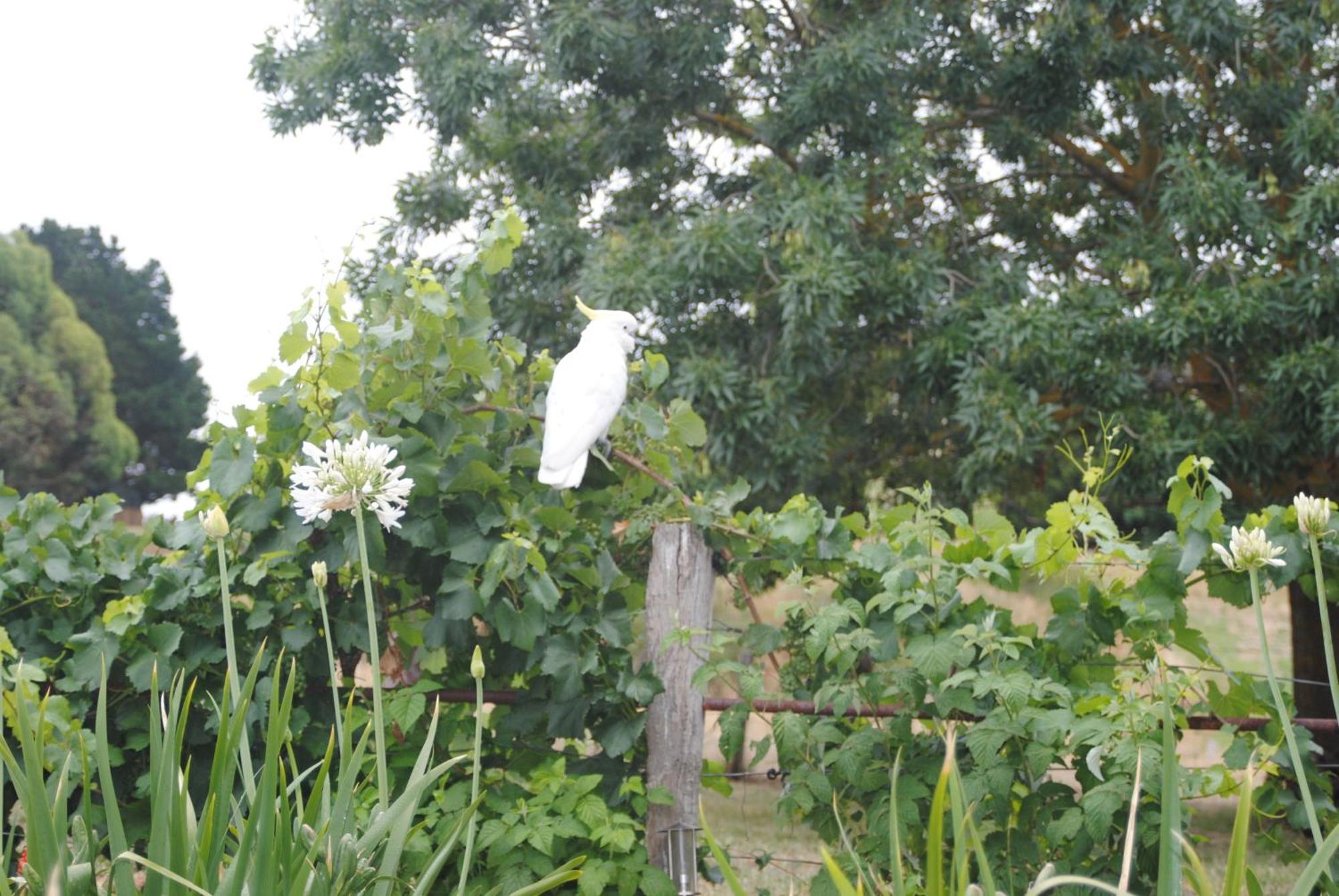 Amble At Hahndorf Bed & Breakfast Екстериор снимка