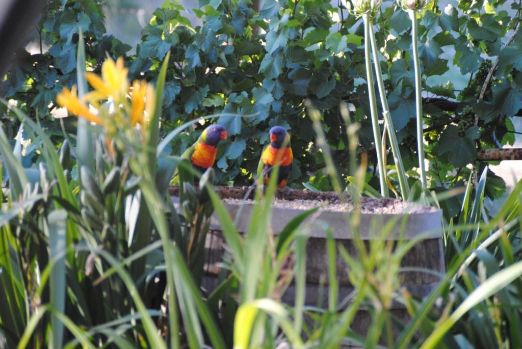 Amble At Hahndorf Bed & Breakfast Стая снимка